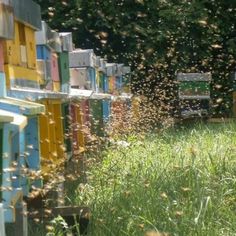 many beehives are in the grass near each other and swarming with bees