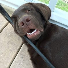 a brown dog laying on top of a wooden floor next to a window with it's mouth open