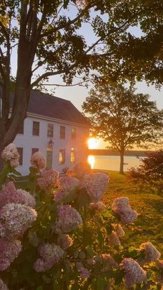 the sun is setting behind some flowers in front of a white house with trees and water