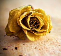 a yellow rose sitting on top of a table