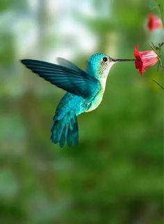 a hummingbird flying towards a red flower