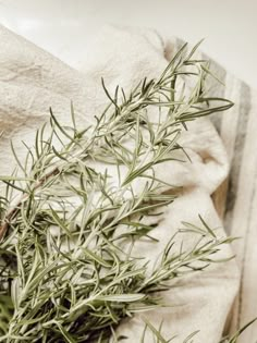 rosemary sprigs are growing on a towel in a bowl, next to an empty dishcloth