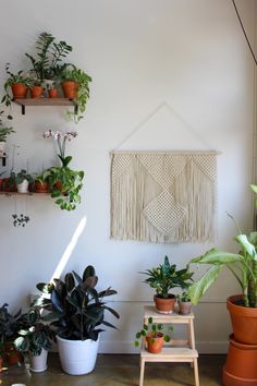 several potted plants are hanging on the wall