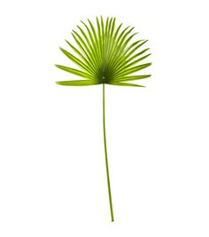 a single green palm leaf is shown against a white background in this image, it appears to be the tip of a plant