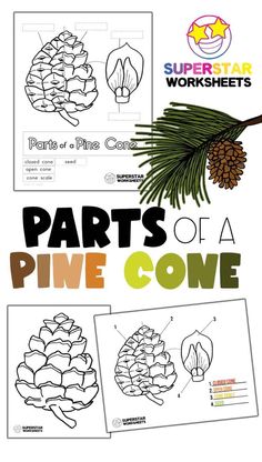 the parts of a pine cone worksheet with instructions for kids to learn how to make