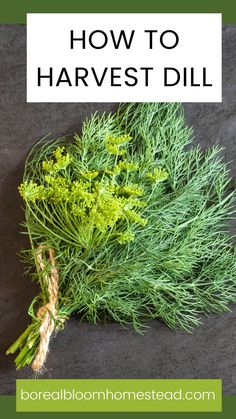 a bunch of herbs with text overlay that says how to harvest the best dill