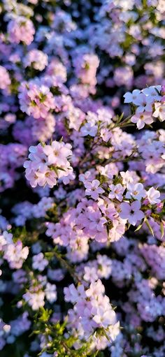 pink and white flowers are growing in the field