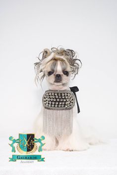 a small white dog with some hair on it's head and wearing a necklace