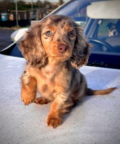 a small dog sitting on the hood of a car