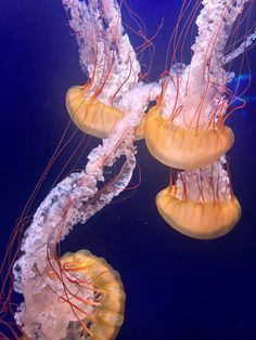 two jellyfish are swimming in the water