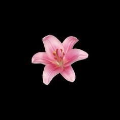 a pink flower is in the middle of a black background with space to put it's center