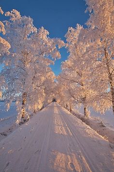 the road is covered in snow and trees