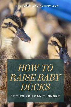 how to raise baby ducks 17 tips you can't ignore