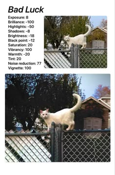 two pictures of a white cat on top of a fence with the caption bad luck