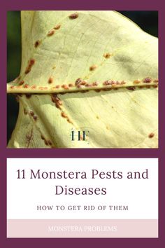 a book cover with the title, 11 monstera pests and diseases how to get rid of them