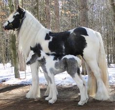 a black and white horse standing next to a baby horse in the snow near trees