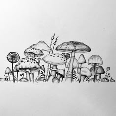 an ink drawing of many different types of mushrooms