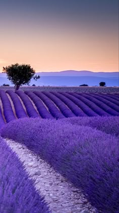 lavender fields at sunset with a lone tree in the distance