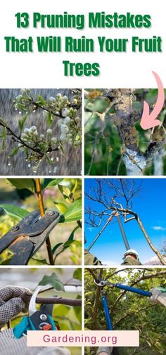 four pictures with the words 13 pruning mistakes that will ruin your fruit trees