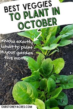 some plants that are growing out of the ground with text overlay saying best veggies to plant in october