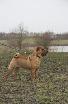 a brown dog standing on top of a grass covered field