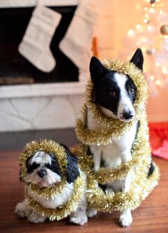 two small dogs dressed up in gold tinsel