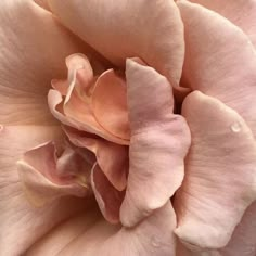 a close up view of a pink rose with water droplets on it's petals