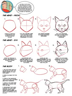 how to draw a cartoon cat step by step instructions for beginners with pictures and text