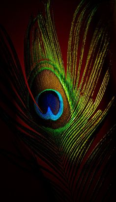 an image of a peacock feather with bright colors