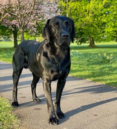 a large black dog standing on the side of a road next to grass and trees