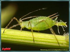 a green bug sitting on top of a blade of grass next to another insect in the dark