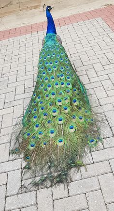 a peacock standing on top of a brick walkway