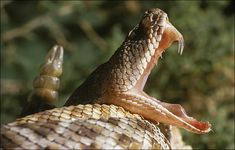 a large brown snake with its mouth open