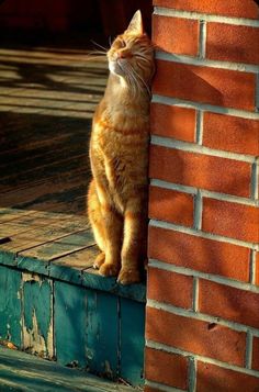 an orange and white cat sitting on top of a brick wall next to a door