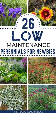 many different flowers and plants with the words 26 low maintenance perennials for newbies