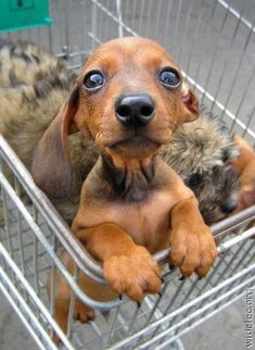 a small dog sitting in a shopping cart with its paws on the puppy's head