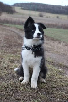 a black and white dog sitting on top of a grass covered field