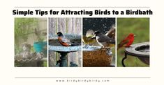 four different birds sitting on top of a birdbath with the words simple tips for attaching birds to a birdbath