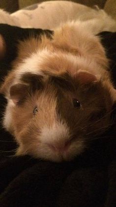 a brown and white guinea pig laying on top of a black blanket