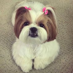 a small white and brown dog with pink bows on it's head sitting on the floor