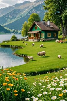 some sheep are grazing in the grass near a lake and a house with mountains in the background