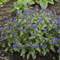 blue flowers are blooming in the ground next to green plants and dirt on the ground