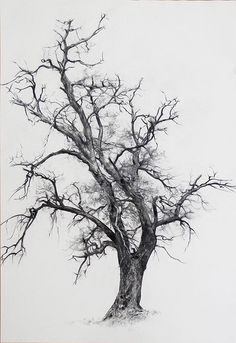 a black and white drawing of a bare tree