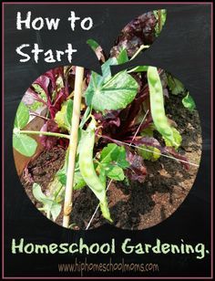 an image of how to start homeschool gardening