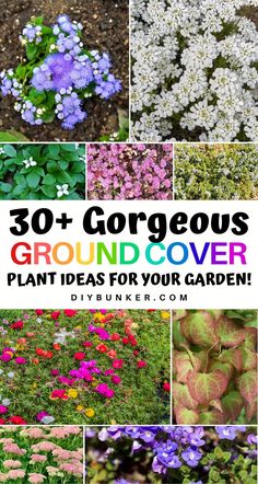 Enhance your garden’s appeal with versatile ground cover plant ideas that offer both beauty and practicality! 🌿🌺 Discover a range of options that bloom beautifully while keeping weeds at bay and preventing soil erosion. 🌼✨ Create a vibrant, low-maintenance landscape that showcases nature’s charm!