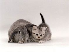 two kittens and a rabbit are laying down on the white floor with their heads touching each other