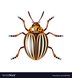 a beetle with stripes and arrows on it