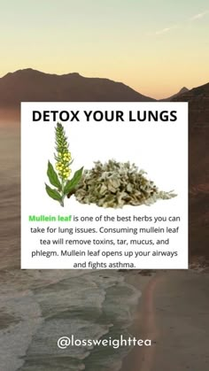 Cleanse Lungs, The Egg Diet, Herbal Remedies Recipes, Medical Herbs, Sick Remedies, Resep Diet, Healing Remedies, Natural Healing Remedies, Herbal Healing