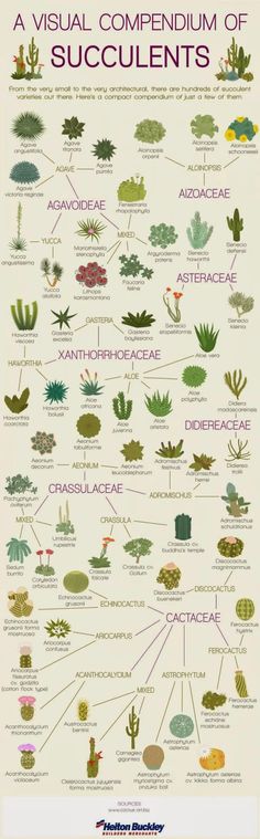 the visual compenium of succulents infographical poster from american science