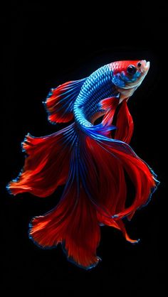 a red and blue siamese fish in the dark